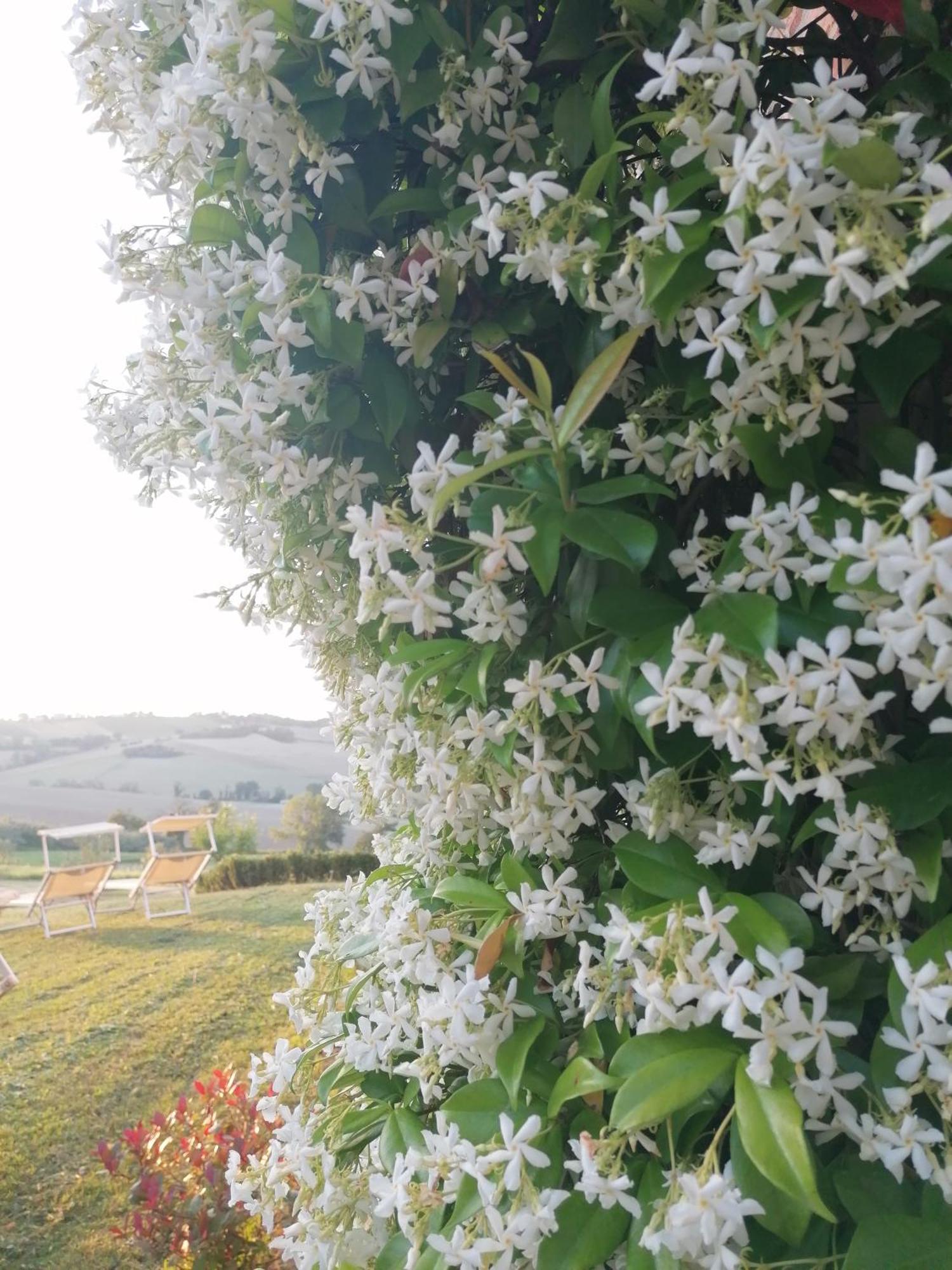 Il Giardino Nella Valle Belvedere Ostrense Екстериор снимка